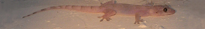 lizard