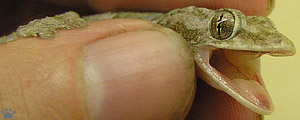 lizard