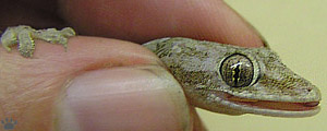 lizard