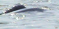 dolphin