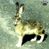 hare