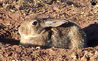 hare