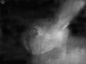hare