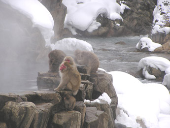 monkey