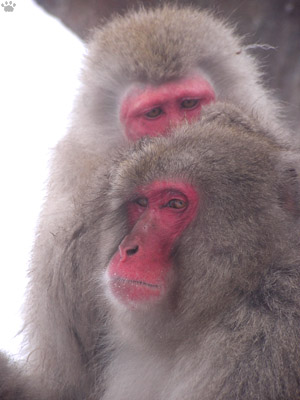 monkey
