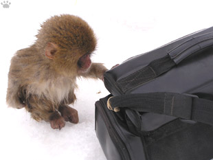 monkey