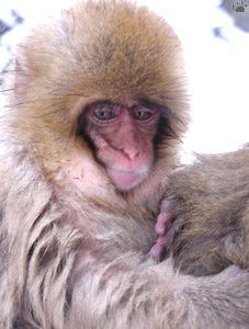 monkey
