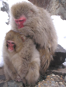 monkey