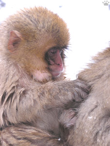 monkey