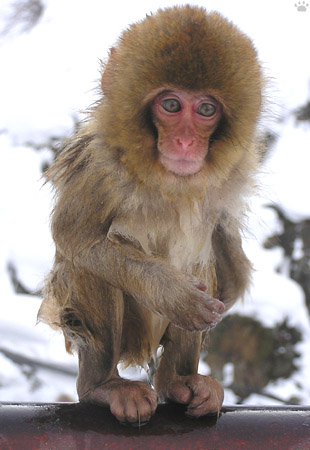 monkey