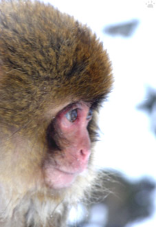 monkey