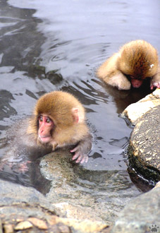 monkey