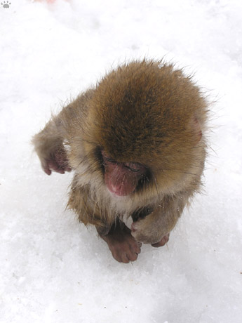 monkey