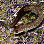 salamander