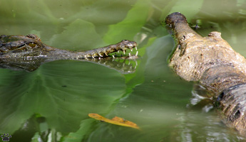 croc