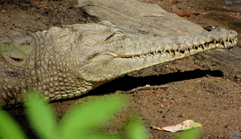 croc