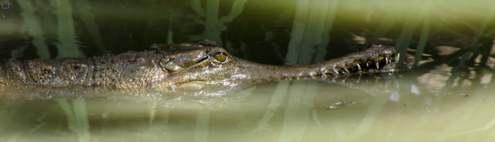croc