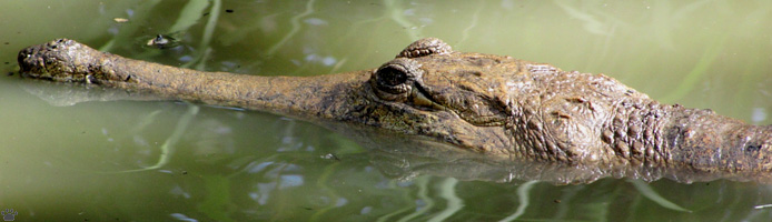 croc
