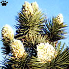 yucca