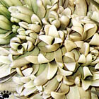 yucca