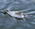 duck