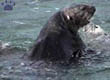 otter