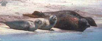 seals