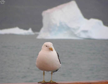 bird
