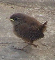 wren