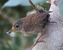 wren