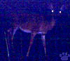 keydeer