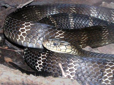 snake