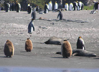 penguins