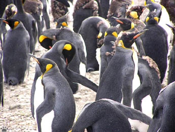 penguins