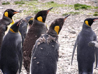 penguins