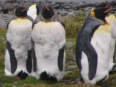 penguins