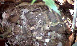 tortoise