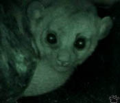 kinkajou