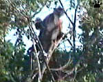 langur