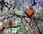 langur