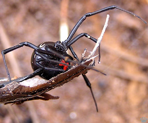 spider