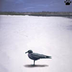 gull