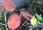 leaves