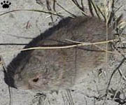 vole