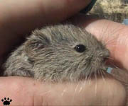 vole