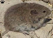 vole