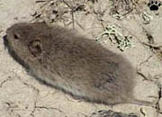 vole