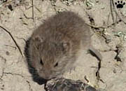 vole