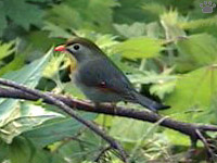 bird