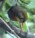bird